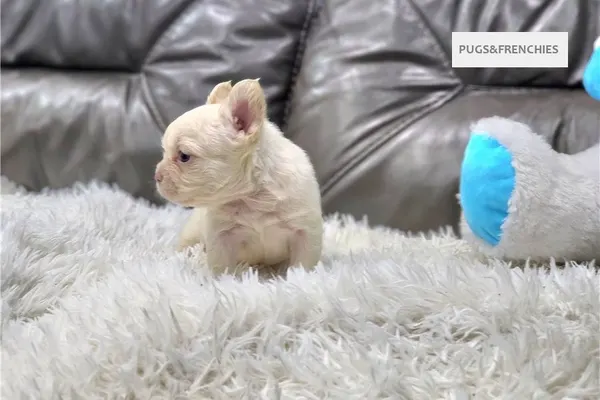 Daisy, Platinium fluffy French Bulldog puppy (photo 8)