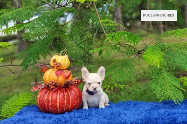 Daisy, Platinium fluffy French Bulldog puppy (photo 9)