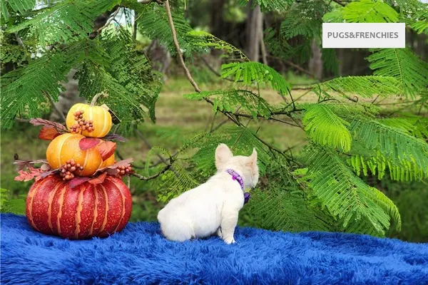 Daisy, Platinium fluffy French Bulldog puppy (photo 1)