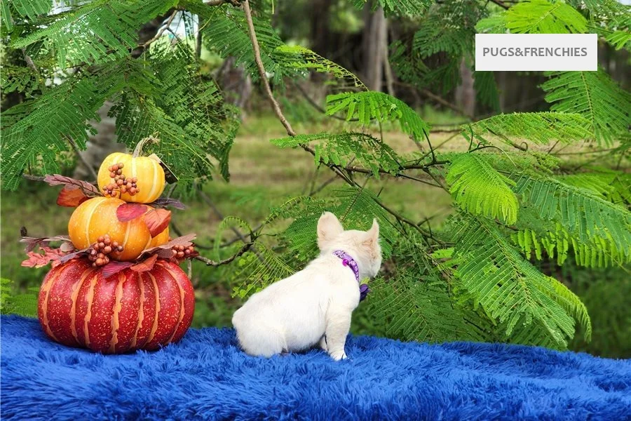 Daisy, Platinium fluffy French Bulldog puppy (photo 1)