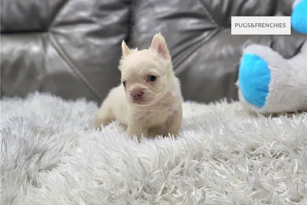 Daisy, Platinium fluffy French Bulldog puppy (photo 4)