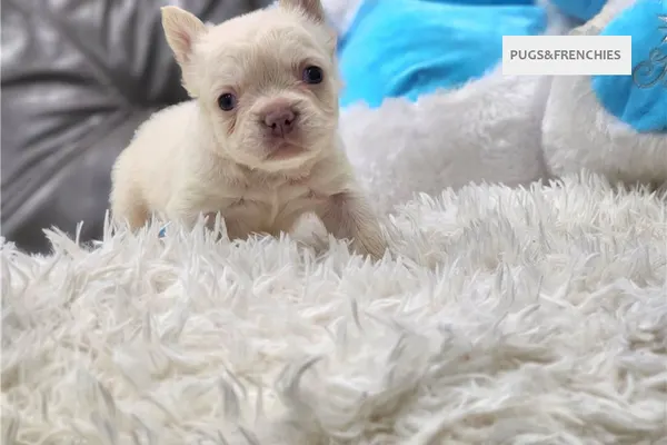 Daisy, Platinium fluffy French Bulldog puppy (photo 11)