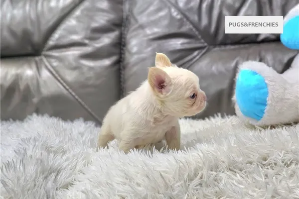 Daisy, Platinium fluffy French Bulldog puppy (photo 5)