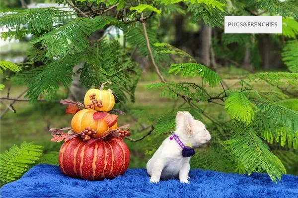 Daisy, Platinium fluffy French Bulldog puppy (photo 7)