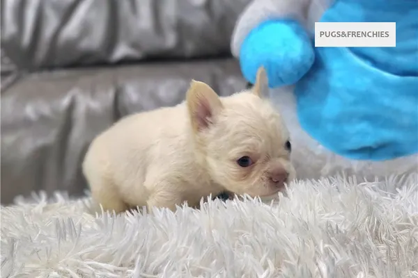 Daisy, Platinium fluffy French Bulldog puppy (photo 3)