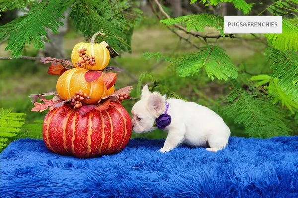 Daisy, Platinium fluffy French Bulldog puppy (photo 6)