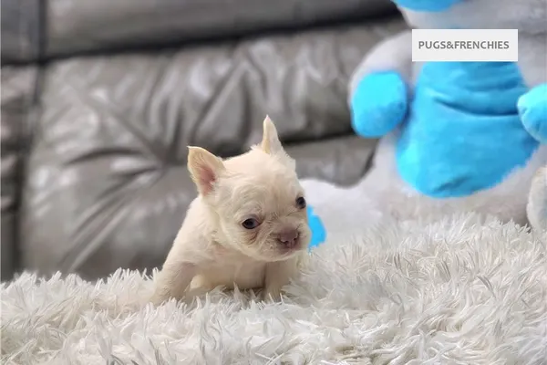 Daisy, Platinium fluffy French Bulldog puppy (photo 2)