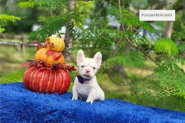 Daisy, Platinium fluffy French Bulldog puppy (photo 10)