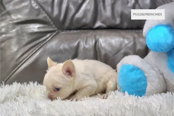 Daisy, Platinium fluffy French Bulldog puppy (photo 13)