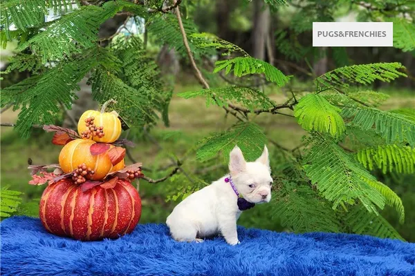 Daisy, Platinium fluffy French Bulldog puppy (photo 14)