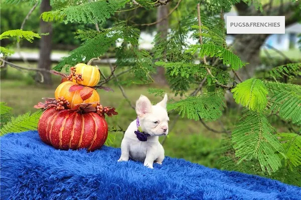 Daisy, Platinium fluffy French Bulldog puppy (photo 12)