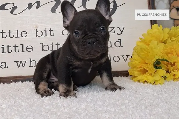 Seeker, Black and Tan French Bulldog puppy (photo 2)