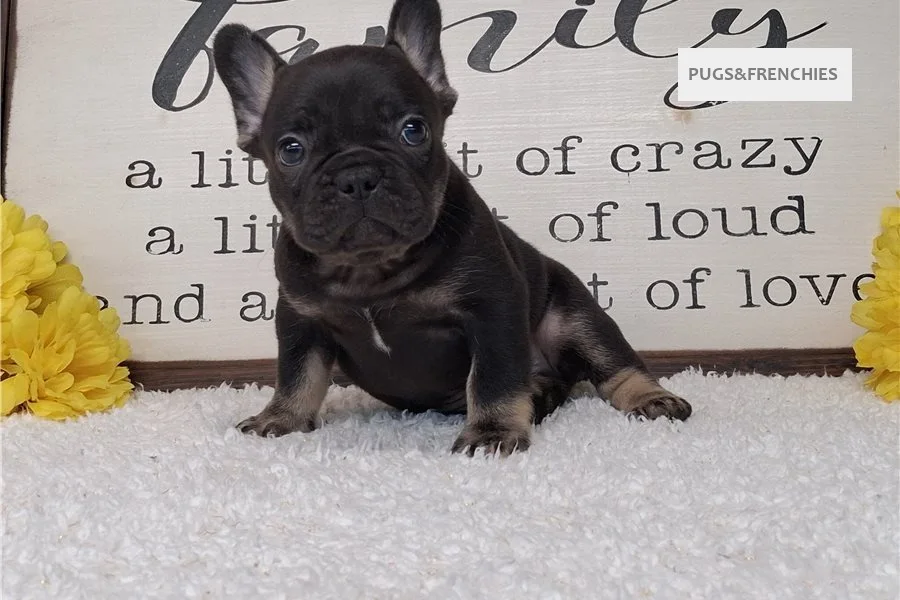 Seeker, Black and Tan French Bulldog puppy (photo 1)