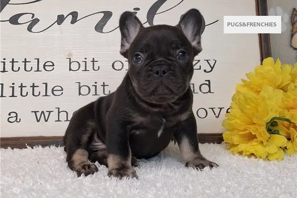 Seeker, Black and Tan French Bulldog puppy (photo 3)
