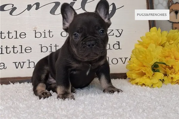 Seeker, Black and Tan French Bulldog puppy (photo 5)