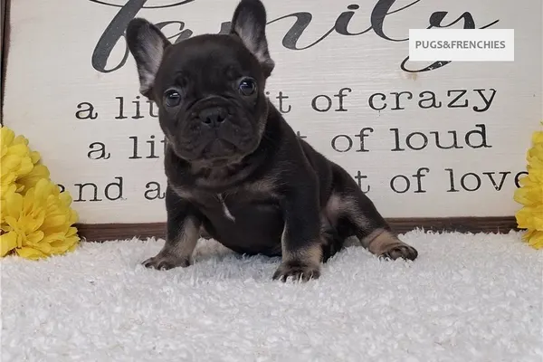 Seeker, Black and Tan French Bulldog puppy (photo 4)