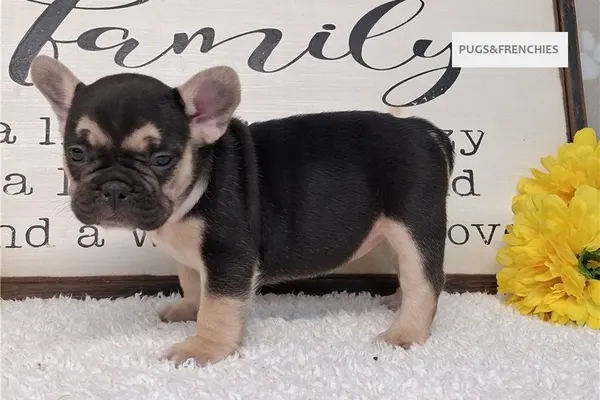 Silvia, Black and Tan French Bulldog puppy (photo 5)
