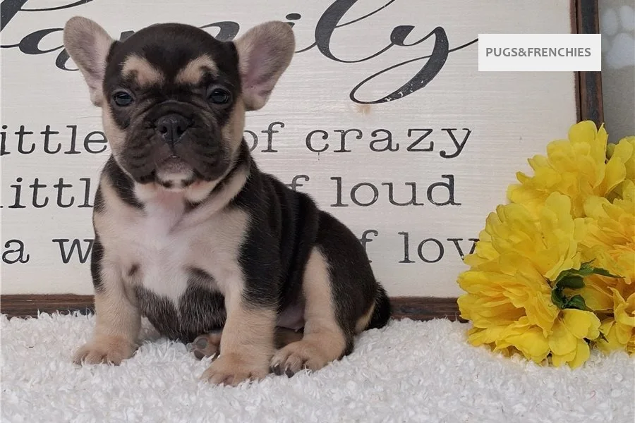 Silvia, Black and Tan French Bulldog puppy (photo 1)