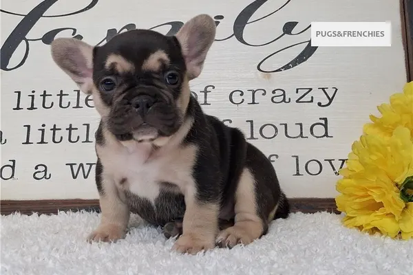 Silvia, Black and Tan French Bulldog puppy (photo 4)