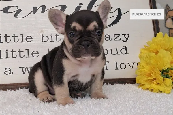 Silvia, Black and Tan French Bulldog puppy (photo 3)