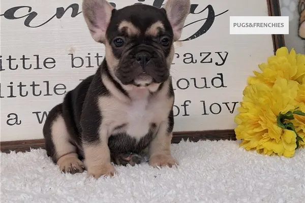 Silvia, Black and Tan French Bulldog puppy (photo 6)