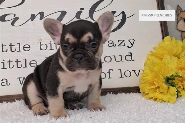 Silvia, Black and Tan French Bulldog puppy (photo 7)