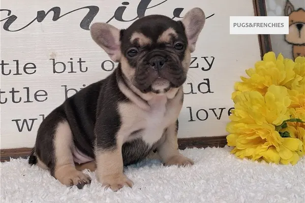 Silvia, Black and Tan French Bulldog puppy (photo 2)