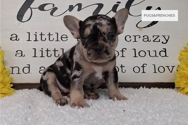 Sissy, Black Merle and Tan French Bulldog puppy (photo 4)