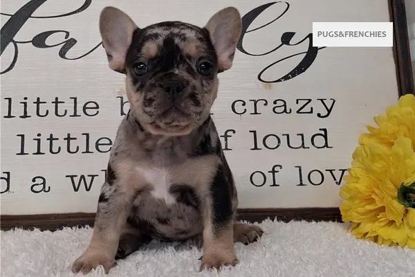 Sissy, Black Merle and Tan French Bulldog puppy (photo 5)