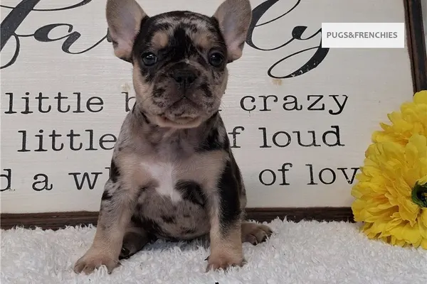 Sissy, Black Merle and Tan French Bulldog puppy (photo 2)
