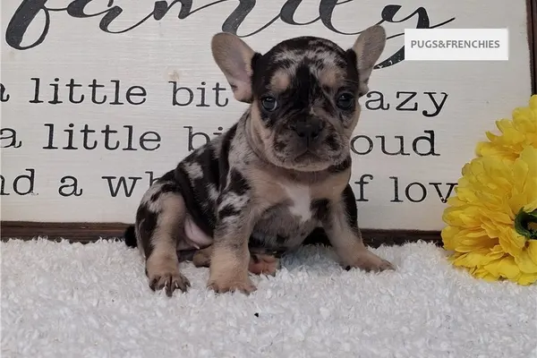 Sissy, Black Merle and Tan French Bulldog puppy (photo 3)