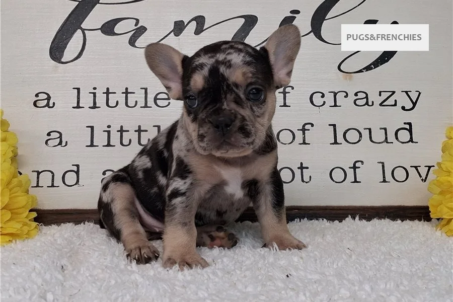 Sissy, Black Merle and Tan French Bulldog puppy (photo 1)