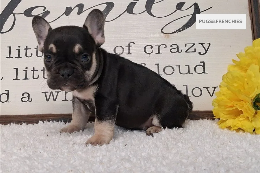 Soul, Black and Tan French Bulldog puppy (photo 1)