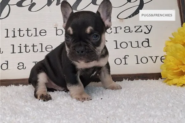 Soul, Black and Tan French Bulldog puppy (photo 5)
