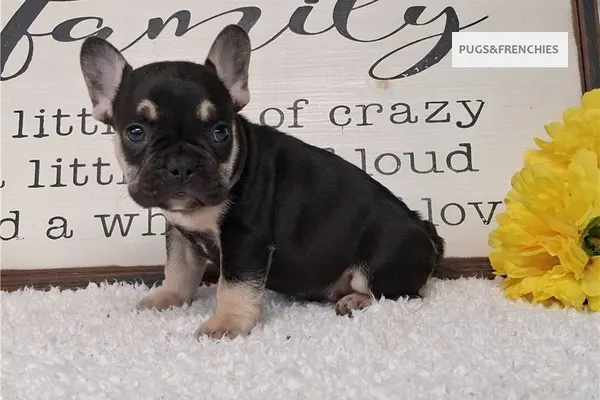 Soul, Black and Tan French Bulldog puppy (photo 3)
