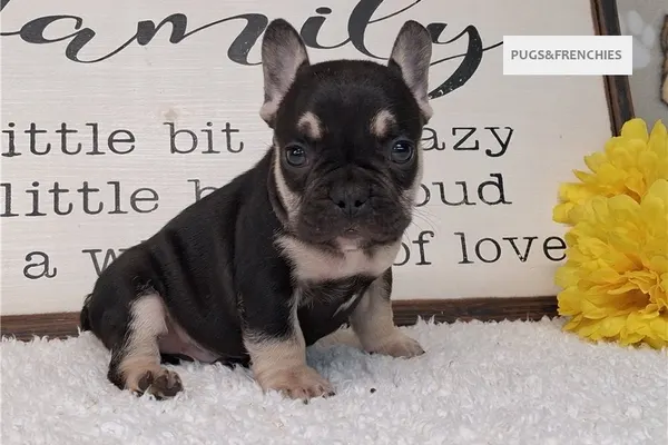 Soul, Black and Tan French Bulldog puppy (photo 2)