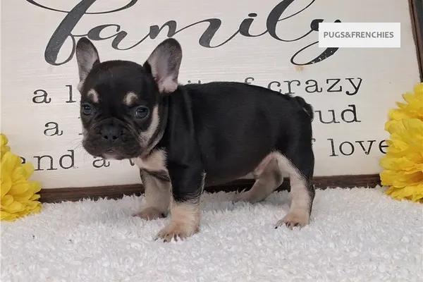 Soul, Black and Tan French Bulldog puppy (photo 6)