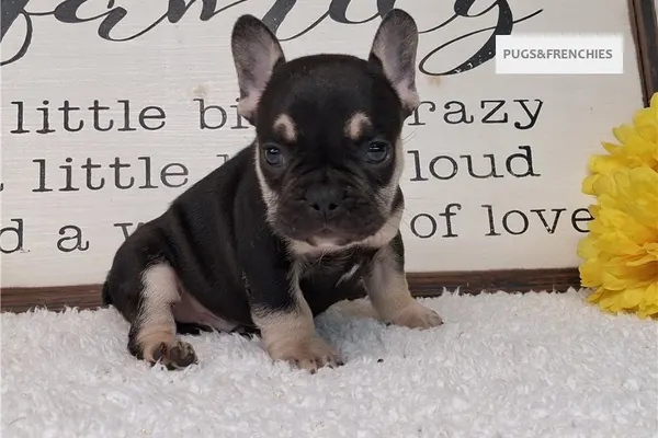 Soul, Black and Tan French Bulldog puppy (photo 4)
