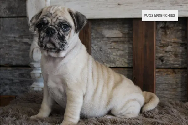Konrad, Fawn Merle Pug puppy (photo 1)