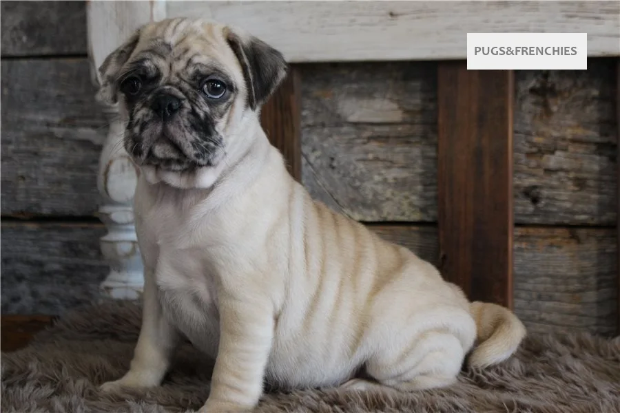 Konrad, Fawn Merle Pug puppy (photo 1)