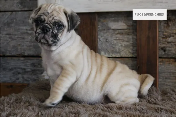 Konrad, Fawn Merle Pug puppy (photo 3)