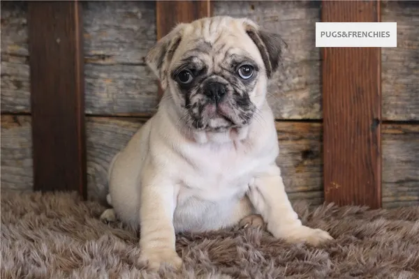 Konrad, Fawn Merle Pug puppy (photo 5)