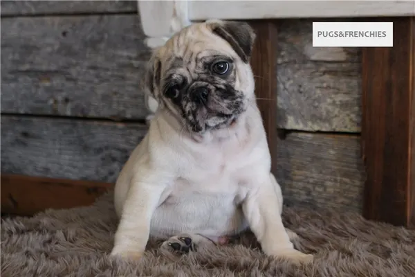Konrad, Fawn Merle Pug puppy (photo 2)