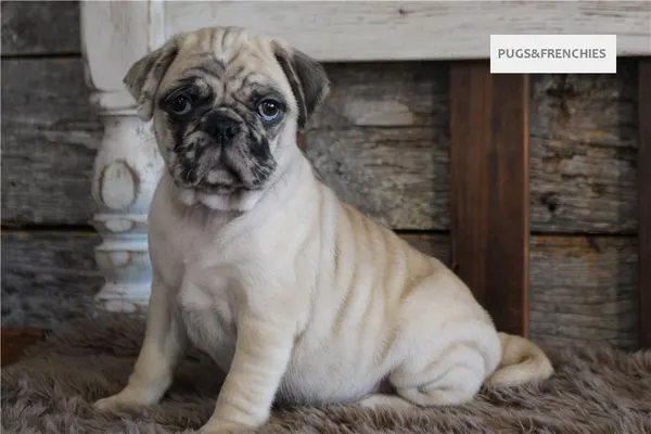 Konrad, Fawn Merle Pug puppy (photo 4)