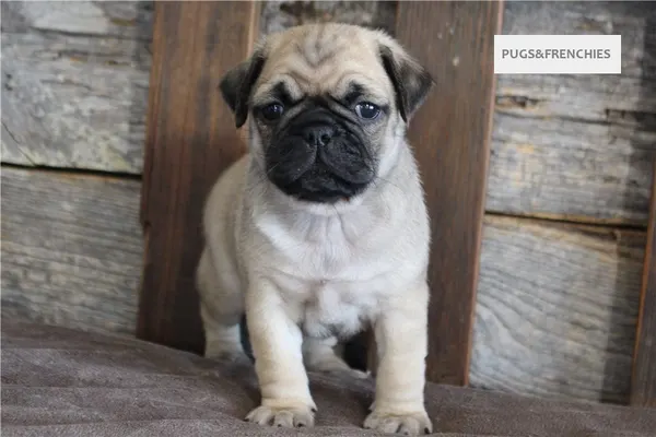Kenny, Fawn Pug puppy (photo 8)