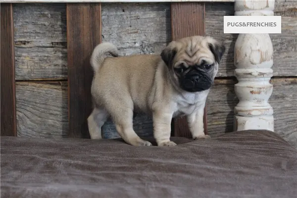 Kenny, Fawn Pug puppy (photo 3)