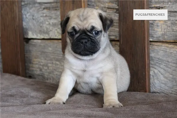 Kenny, Fawn Pug puppy (photo 2)