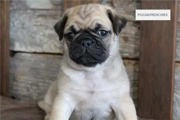 Kenny, Fawn Pug puppy (photo 7)
