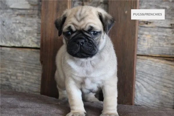 Kenny, Fawn Pug puppy (photo 6)