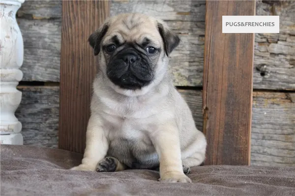 Kenny, Fawn Pug puppy (photo 4)